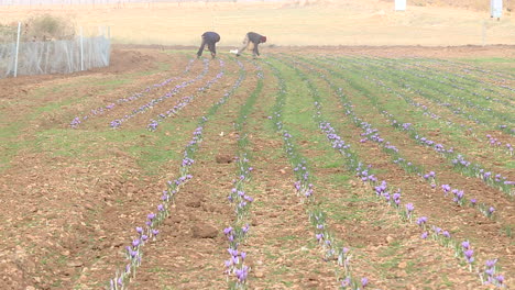 saffron field planting