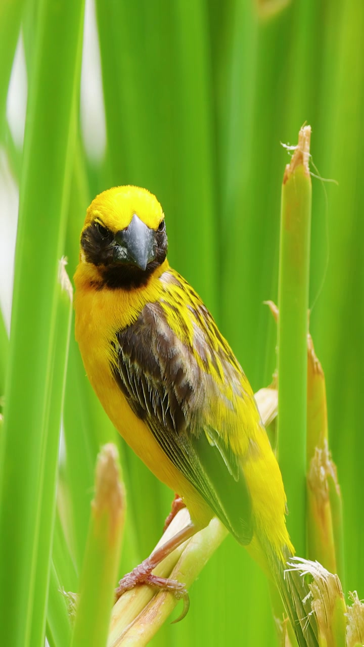 Primo piano di un uccello tessitore dorato asiatico giallo appollaiato sul riso in Thailandia