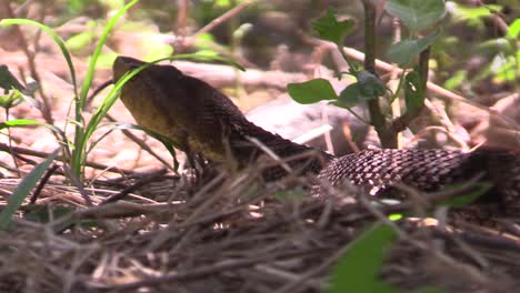 Fer-de-Lance,-víbora-terciopelo,-nauyaca,-Bothrops-asper-details-of-the-head-and-creeping-movements,-the-scales-of-its-skin-can-be-observed