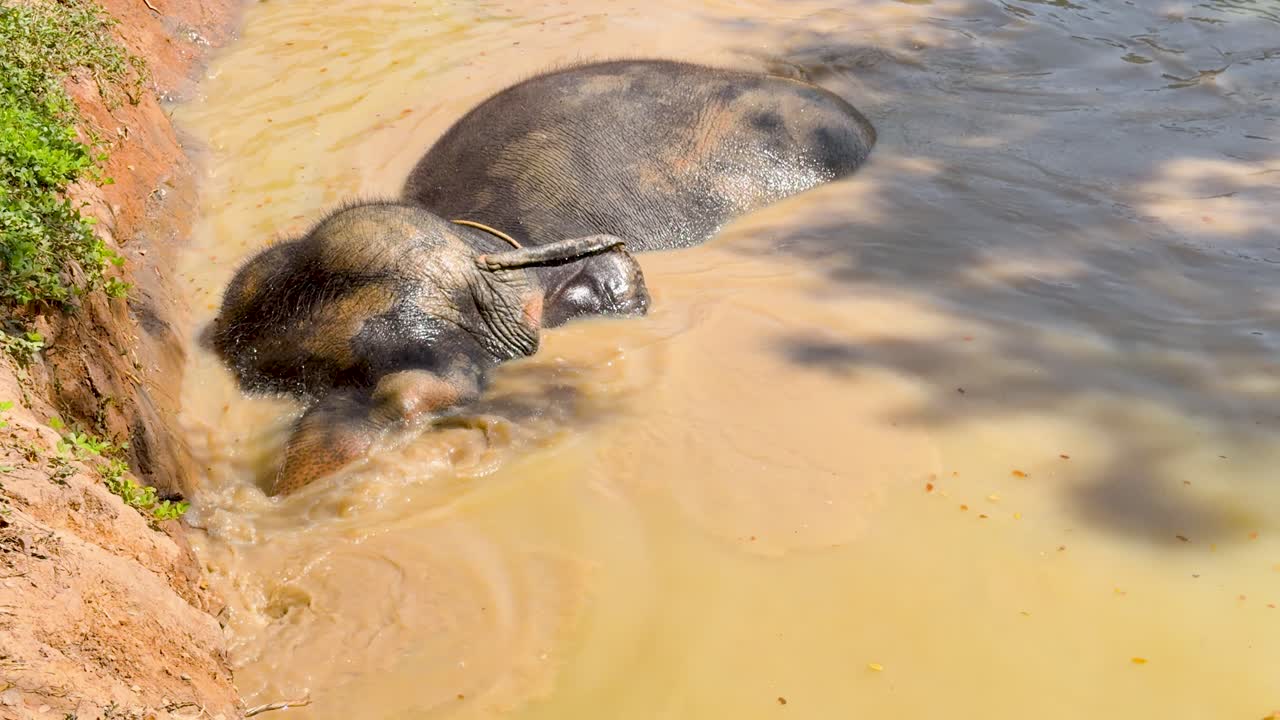An Asian elephant swims and splashes in a muddy river under bright natural sunlight