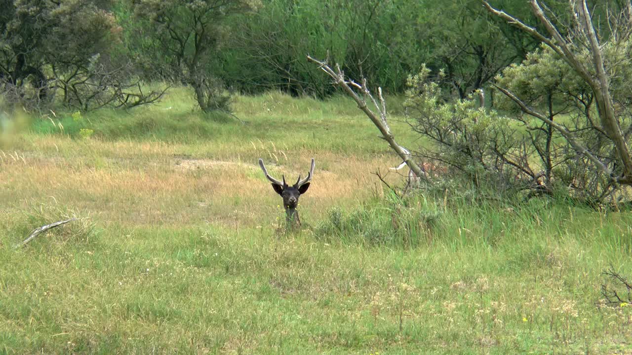 un gamo marrón oscuro yace en la hierba y se pone de pie