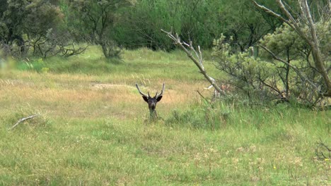 A-dark-brown-male-fallow-deer-lies-in-the-grass-and-stands-up