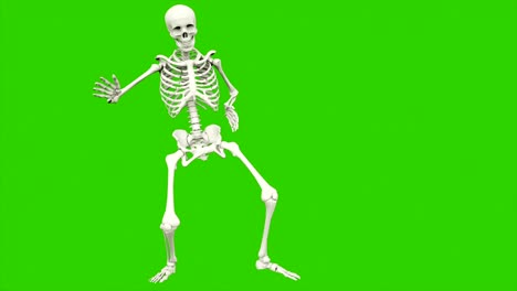 skeleton dancing. seamless loop animation on green screen.