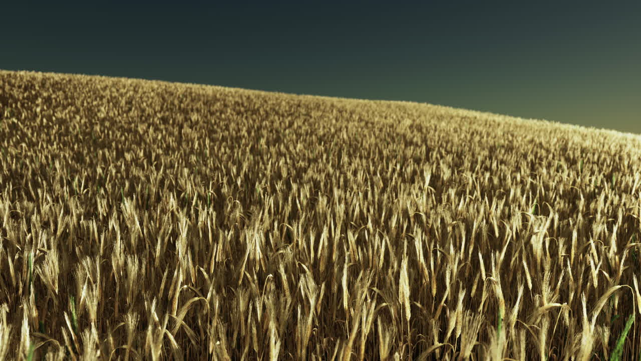 hermoso paisaje con campo de centeno maduro y cielo azul de verano
