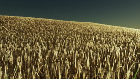 Wunderschöne-Landschaft-Mit-Reifem-Roggenfeld-Und-Blauem-Sommerhimmel