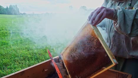 in slow motion, a beekeeper in a protective suit uses a bee smoker to puff calming smoke over a honeycomb frame during a routine hive inspection at a rural apiary