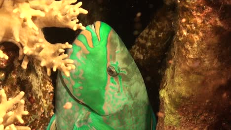 green parrotfish resting on coral reef at night close up shot