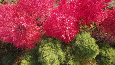 Colorful-and-beautiful-forest-drone-shot-with-pink-and-green-trees