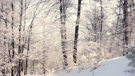 winter landscape. snowy winter in forest. panning on winter forest