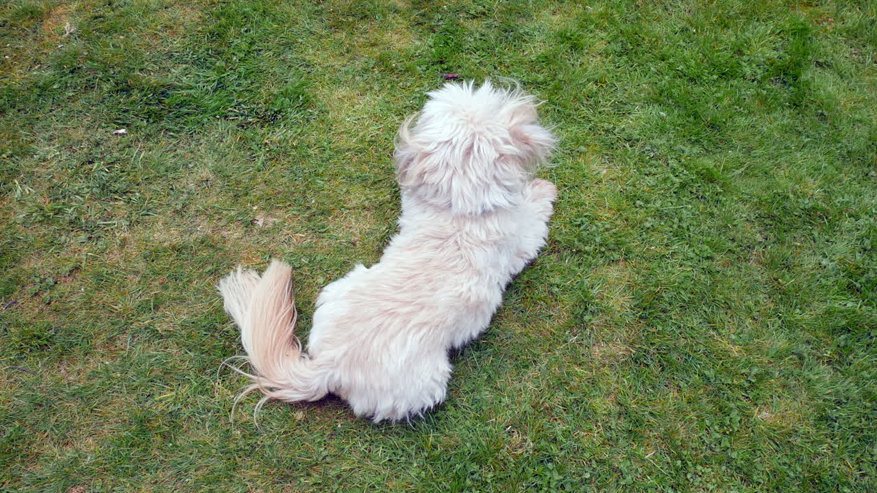 알아볼 수 없는 시츠 개