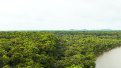 fast panning aerial shot tracking on some macaws flying over the jungles of guyana