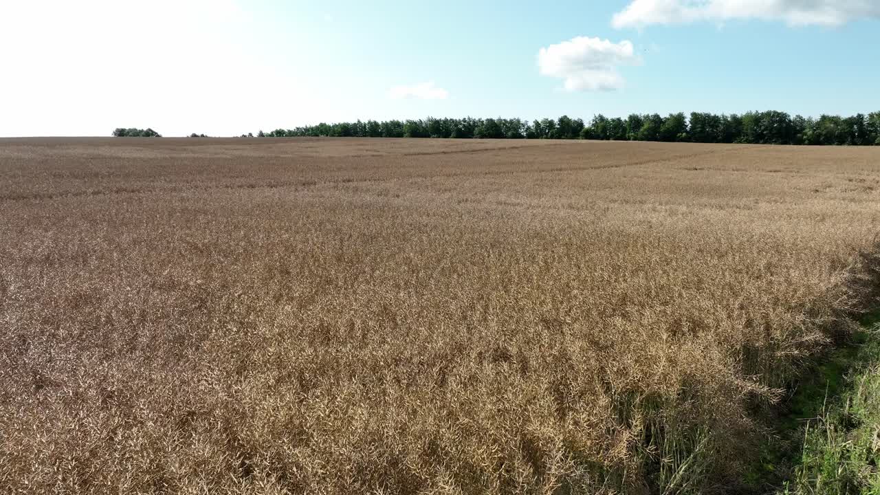 hermoso paisaje panorámico de verano campo de grano maduro, órbita lenta del avión no tripulado