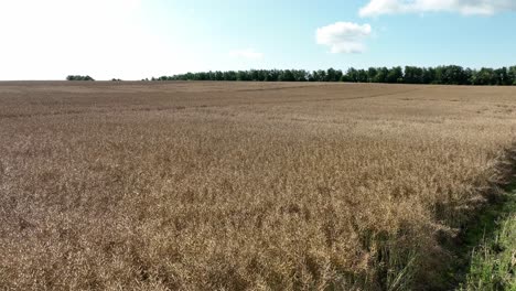 Hermoso-Paisaje-Panorámico-De-Verano-Campo-De-Grano-Maduro,-órbita-Lenta-De-Drones