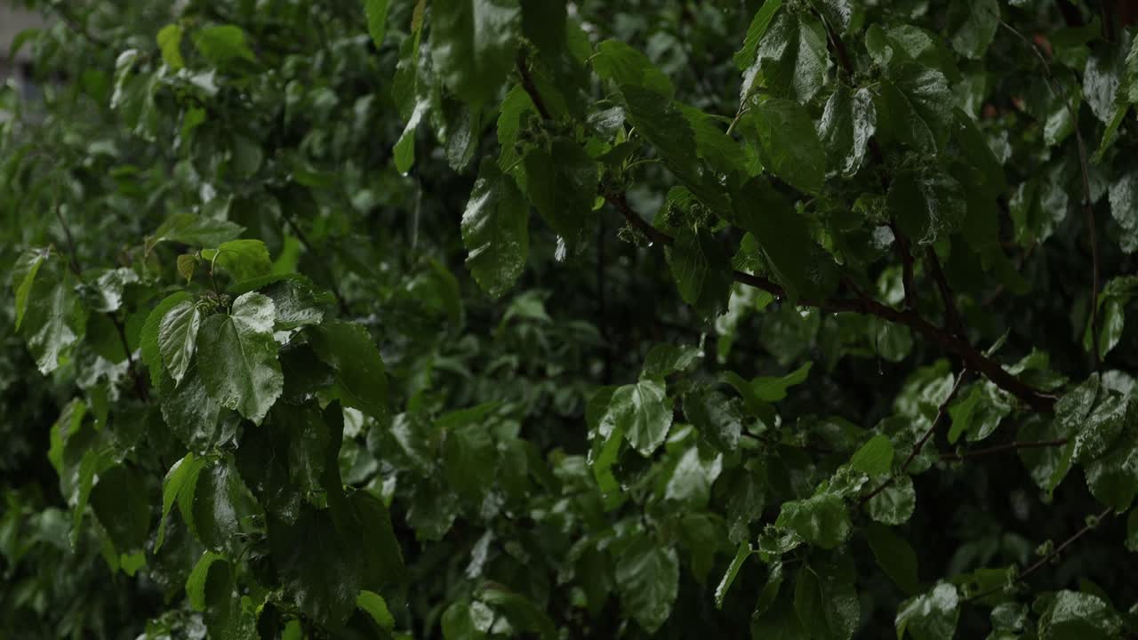 primer plano de un cerezo durante una tormenta de lluvia