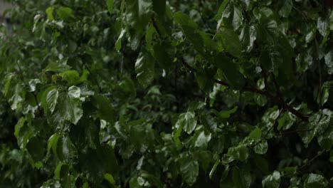 Close-up-of-a-Cherry-tree-during-a-rainstorm