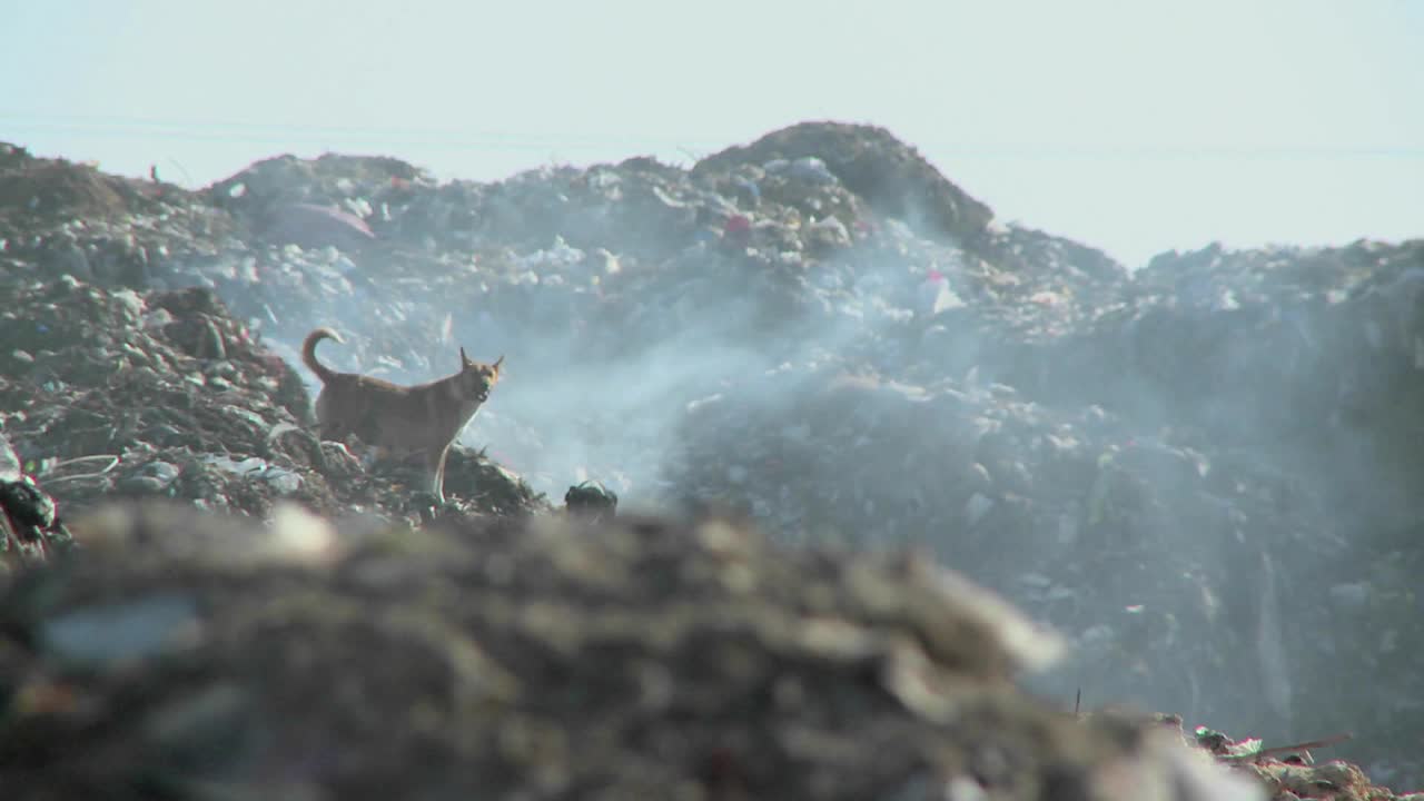 연기가 나는 쓰레기 더미 위를 걷는 두 마리의 개