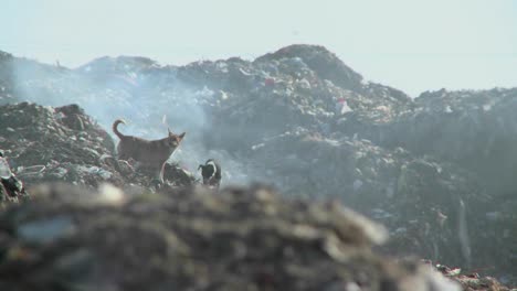 Un-Par-De-Perros-Caminan-Sobre-Montones-De-Basura-Humeante