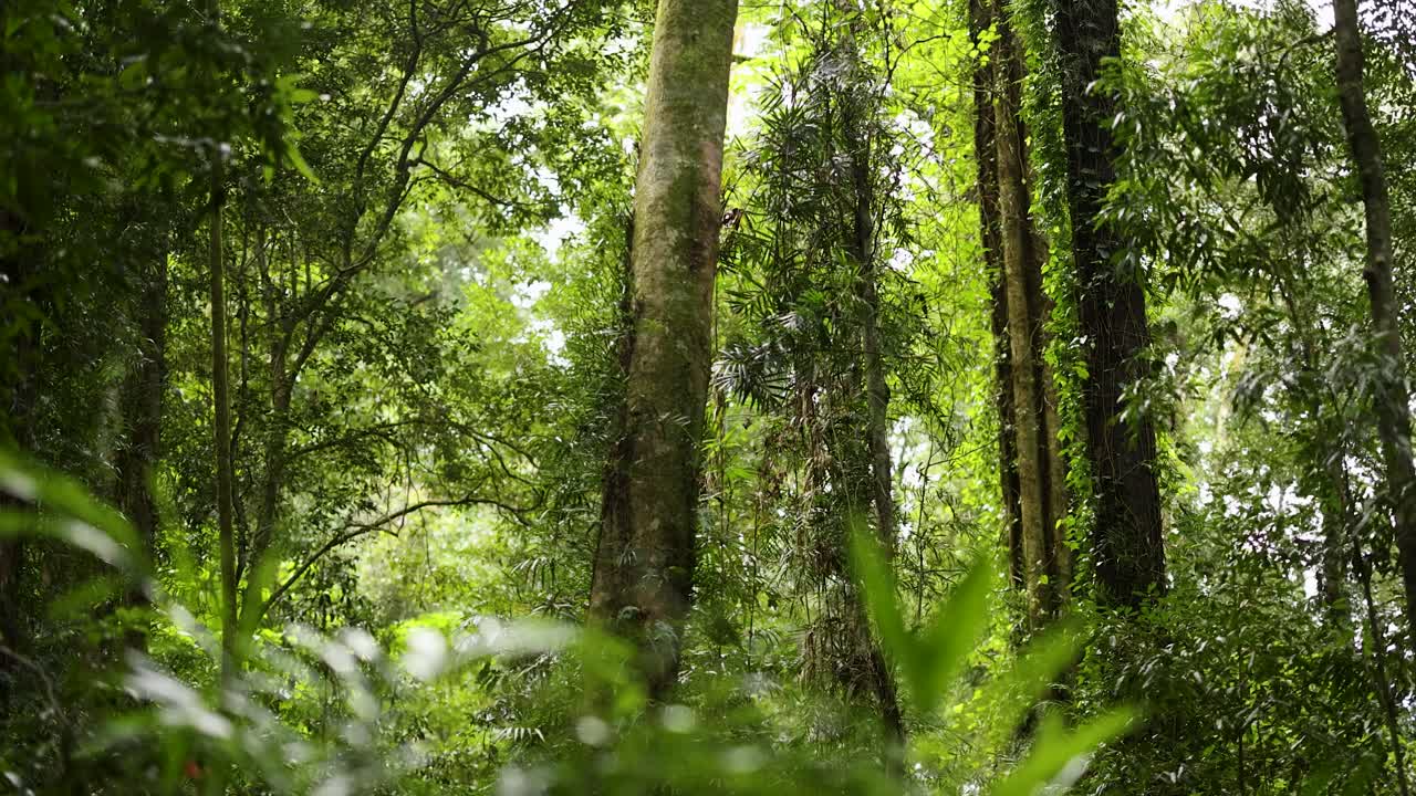 Dense forest with towering trees and vibrant greenery, captured in natural light, showcasing the serene beauty of Dorrigo, NSW