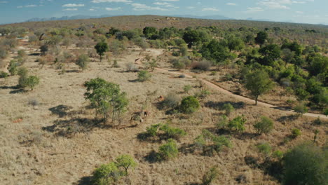african savanna with giraffes