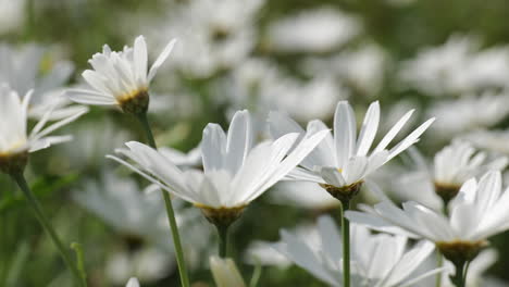 flores blancas de margarita en una ligera brisa