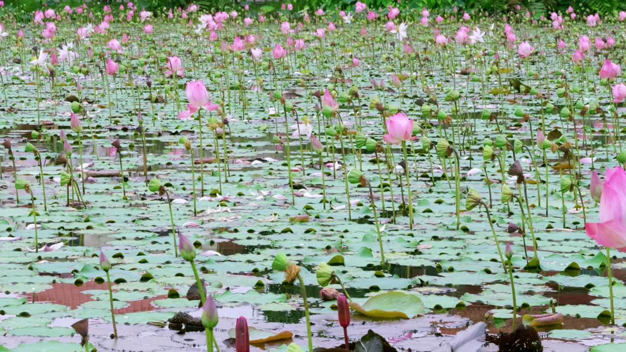 A serene pond filled with blooming lotus flowers creates a tranquil nature scene.