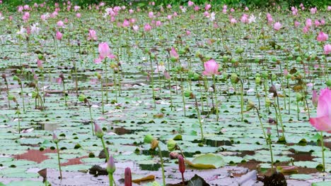 a serene pond filled with blooming lotus flowers creates a tranquil nature scene.
