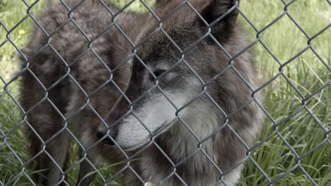 Lobo-De-La-Tundra-De-Alaska-Mirando-Intensamente-Algo-A-Través-De-La-Valla