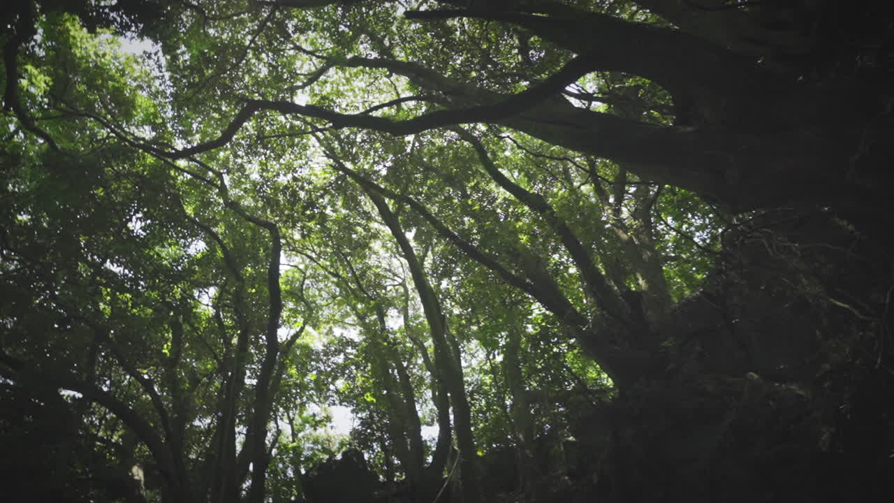 Sunlit Forest Canopy