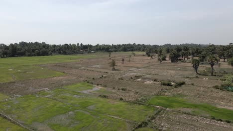 Flight-over-flooded,-yet-dry,-rice-paddy-fields-in-siem-Reap-Cambodia