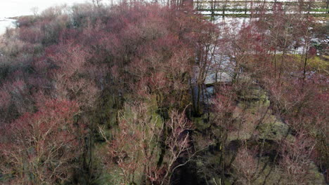 Bosque-Pantanoso-De-Agua-Dulce-En-Invierno,-árboles-Desnudos-Y-Suelo-Cubierto-De-Nieve,-Antena