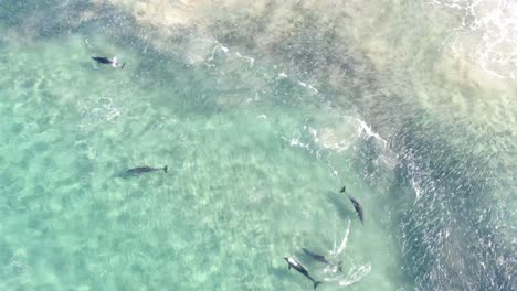 Aerial-top-view-of-dolphins-playing-in-clean,-transparent-sea-water