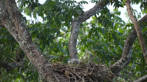 bebé águila halcón cambiante de pie en el nido en el árbol