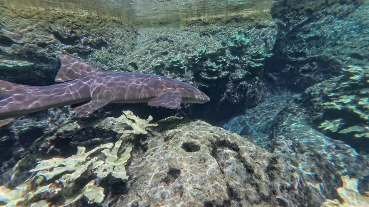 vista submarina de tiburones nadando y descansando en el fondo rocoso del océano
