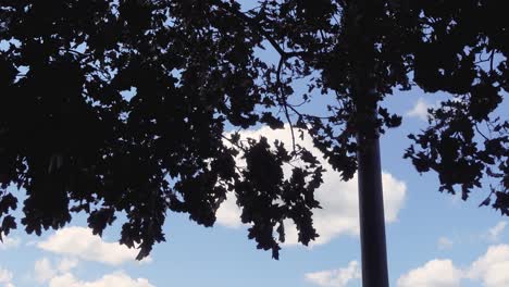 a static shot of the tree top of a huge plane tree