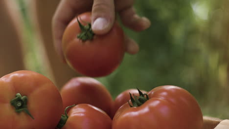 tomates frescos