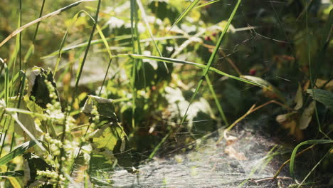 spiderweb in a plant