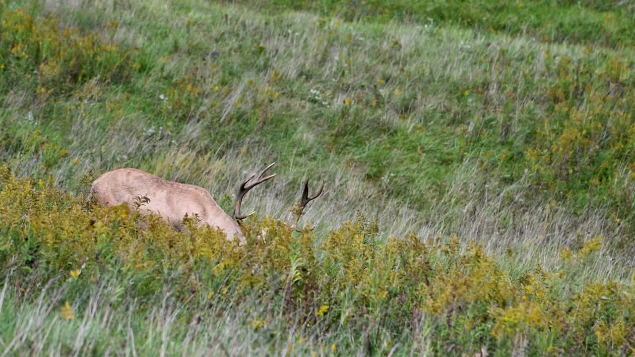 el ciervo bactriano pastando en el campo de flores mira hacia arriba