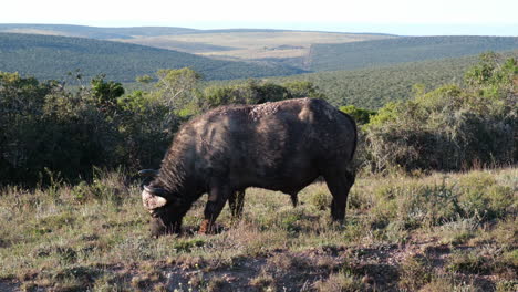 Side-Portrait-Of-Cape-Buffalo-Grazing-On-Grassland