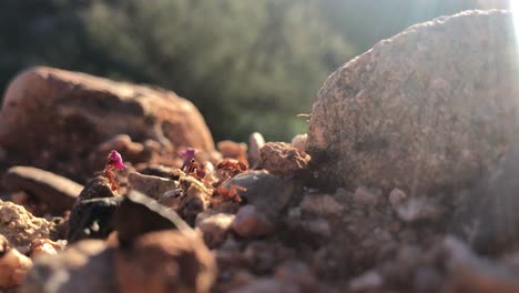 La-Luz-Del-Sol-Brilla-A-Través-De-Los-Cuerpos-De-Las-Hormigas-Cosechadoras-Del-Desierto-Mientras-Transportan-Incansablemente-Trozos-De-Plantas-De-Un-Lado-A-Otro.