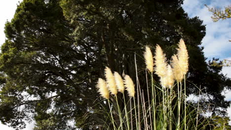 long grass in a park in new zealand