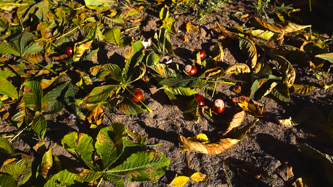 Downward angle dolly over shiny brown chestnuts falling to the ground in slow motion, bouncing gently on dark muddy soil among scattered yellow green fallen chestnut dry leaves in warm autumn sunlight