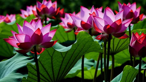 expansive lotus pond with pink blooms and waterfowl