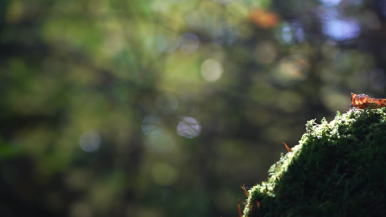 Close-up pan of nature in a mixed forest from an insect’s perspective in Mauricie, Quebec, Canada. Autumn foliage, moss, and forest details create an immersive natural scene