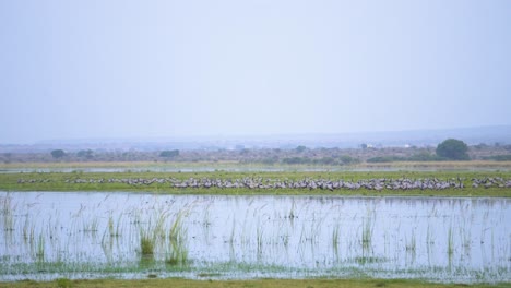 Una-Enorme-Bandada-De-Pájaros-Grulla-Demoiselle-O-Grus-Virgo-O-Koonj-Posados-En-El-Suelo-Al-Otro-Lado-De-Un-Río-En-Gwalior-Madhyapradesh-India