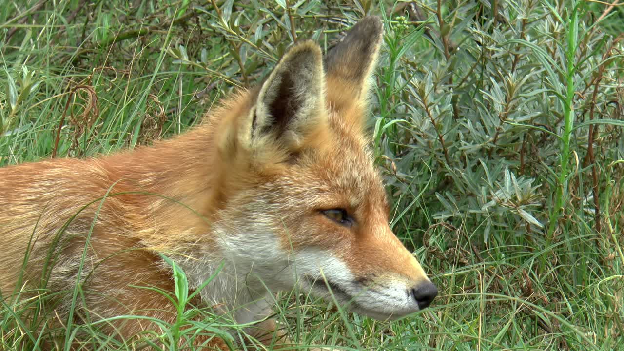 Red fox sees something, gets up and walks towards it