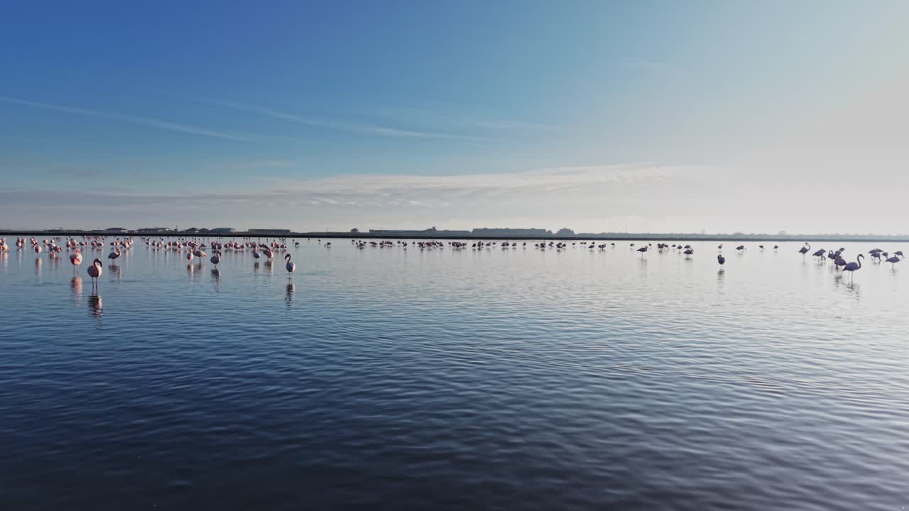 Flamingos stand in shallow water under clear sky near a large wetland area