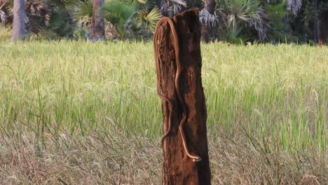 serpiente de árbol de espalda de bronce común en pry - hermoso