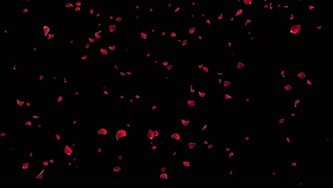 red rose petals rain falling on green screen romantic decoration of web greeting cards love