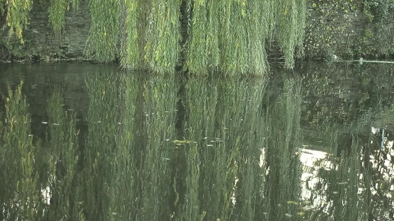 오리가 지나갈 때 물에 반사되는 버드나무