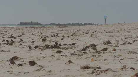 enorme bandada de pájaros en busca de comida en la playa costera de arena, vista estática